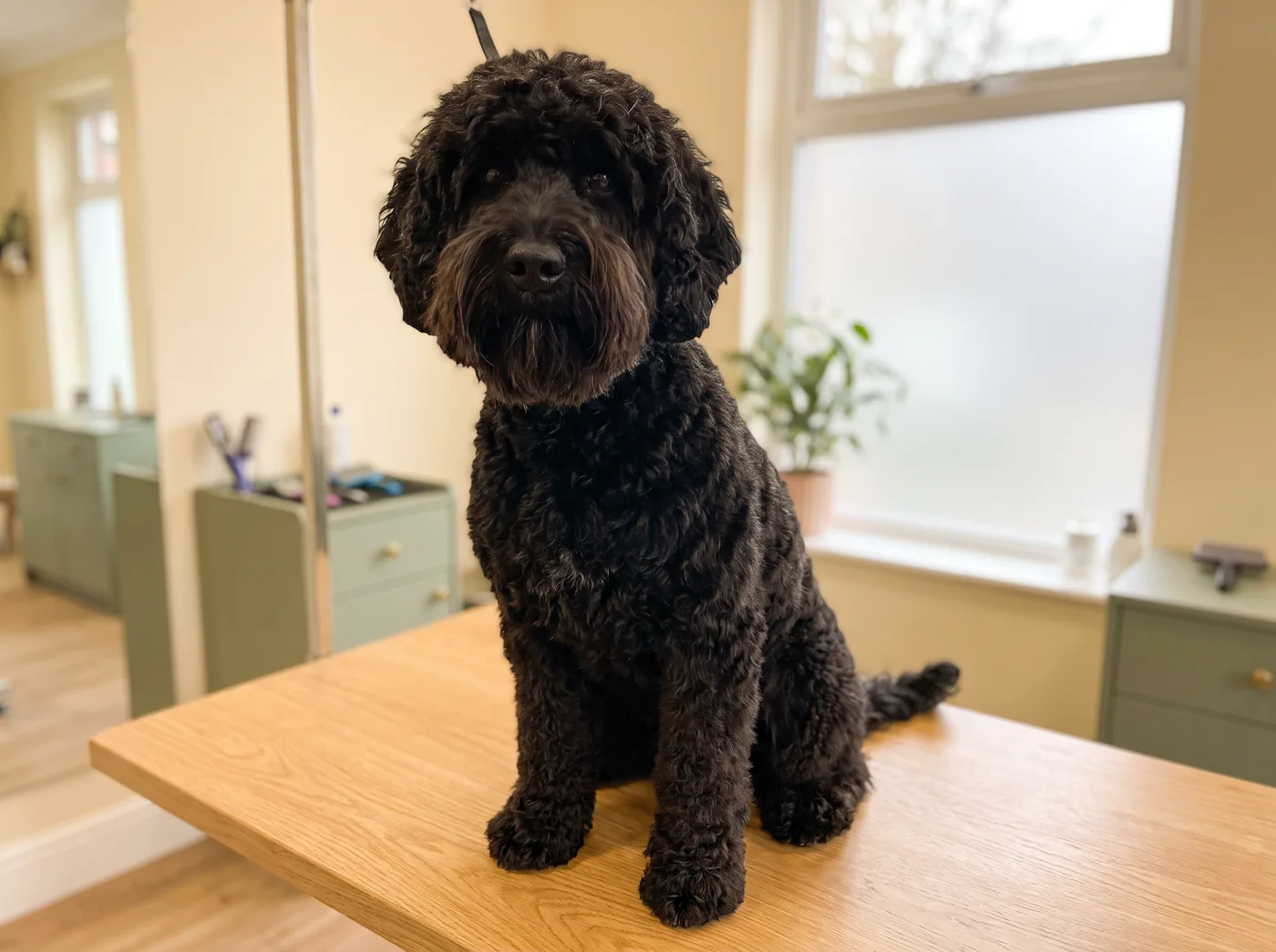 A Barbet, a woolly curly coat with a beard that soaks up every drink
