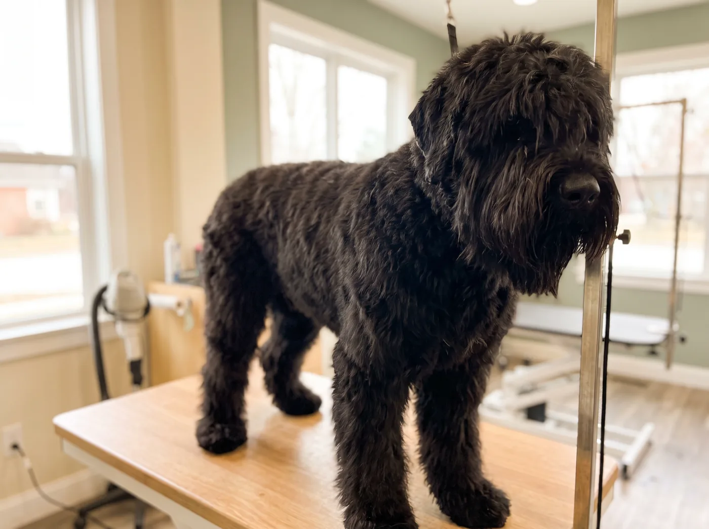 A Black Russian Terrier, a coarse tousled coat on a very large dog