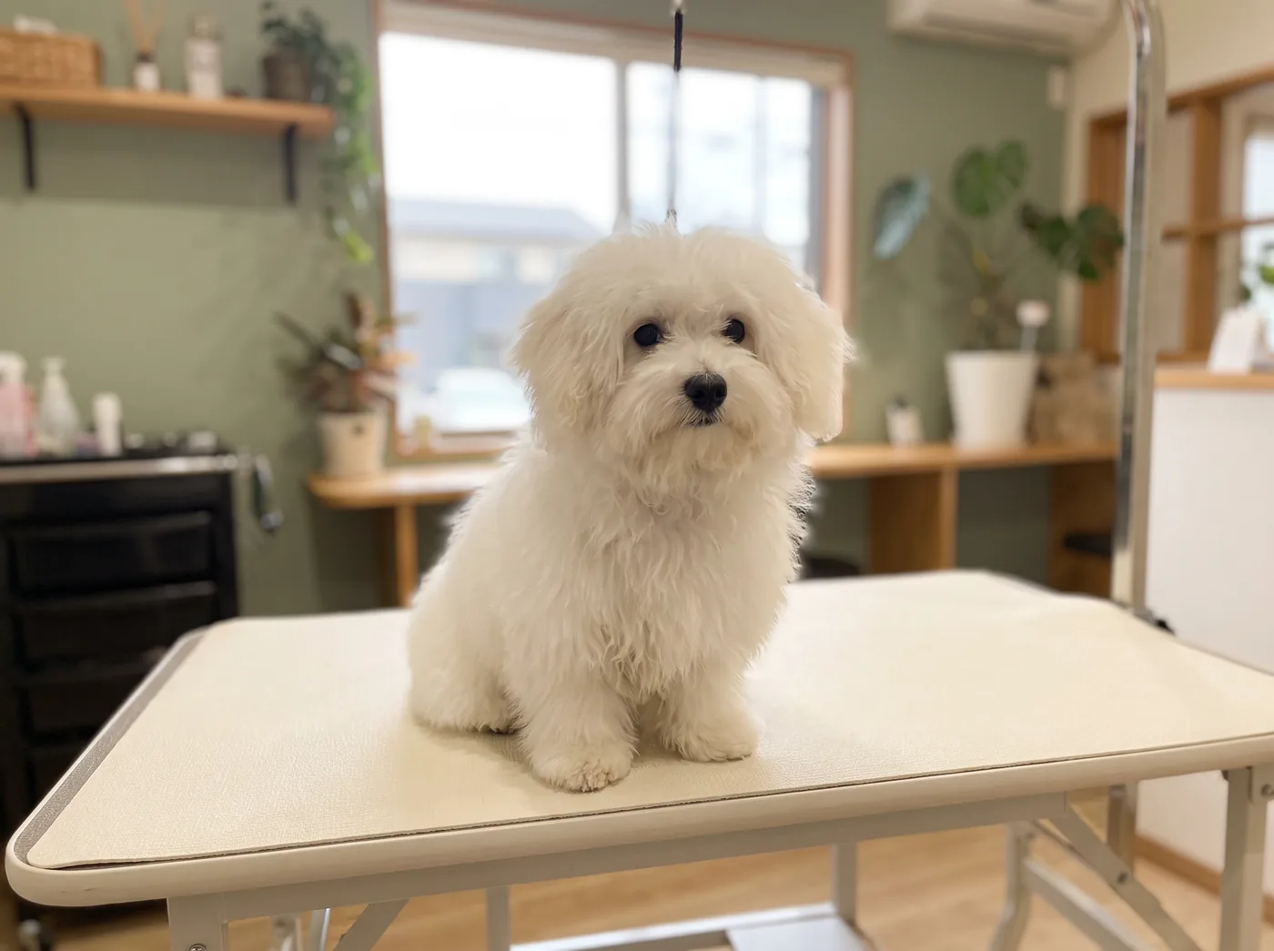 A Bolognese, a fluffy open coat that is never brushed flat