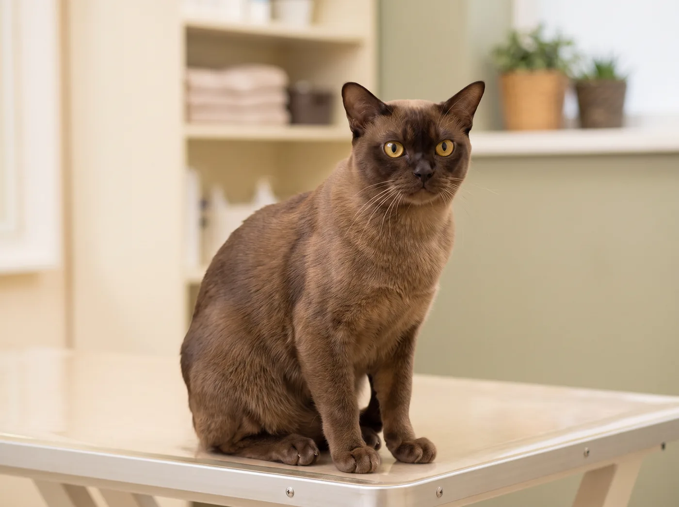 A Burmese, a satin coat over a cat far heavier than it looks