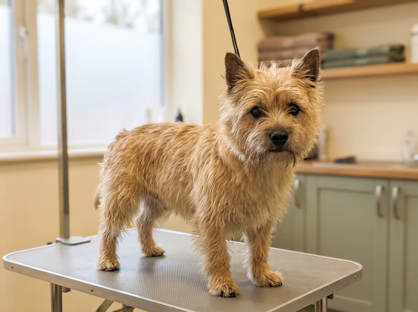 A Cairn Terrier, a deliberately shaggy working jacket