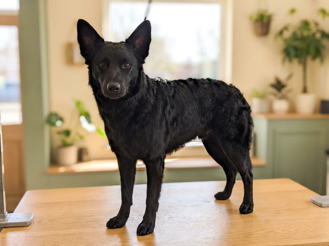 A Mudi, a wavy coat that needs far less than the other Hungarian herders