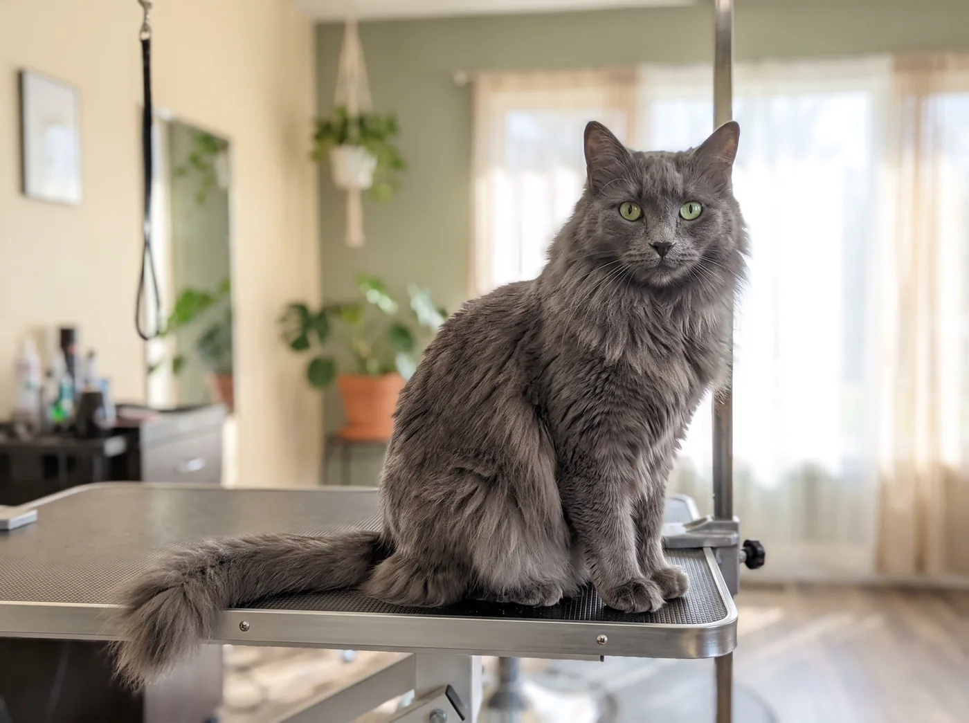 A Nebelung, the longhaired blue that does need combing