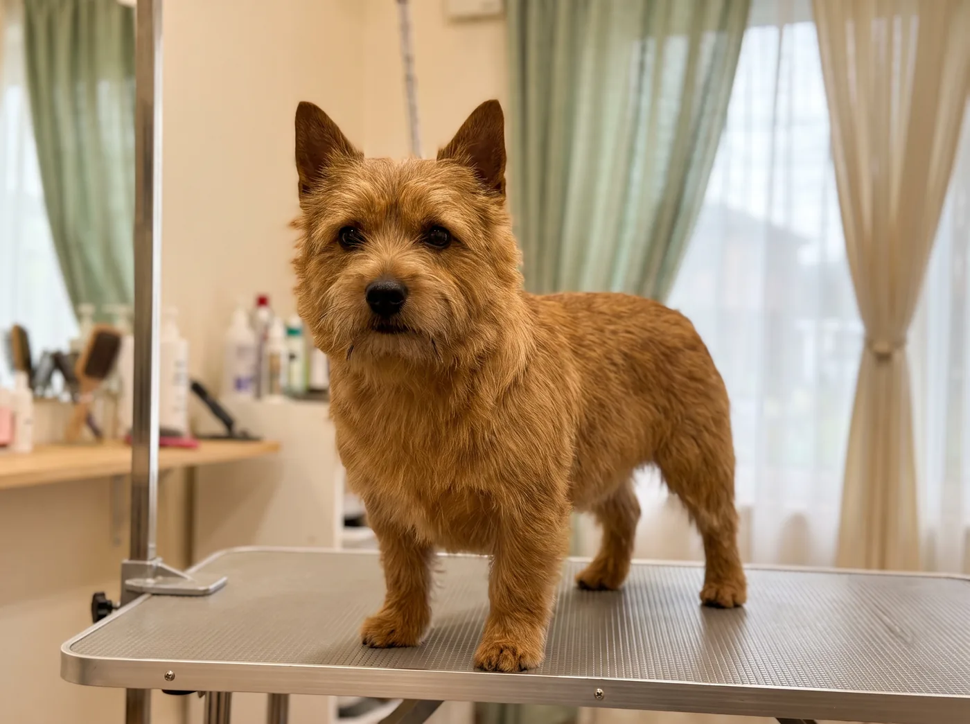 A Norwich Terrier, the prick eared one of the two Norfolk and Norwich