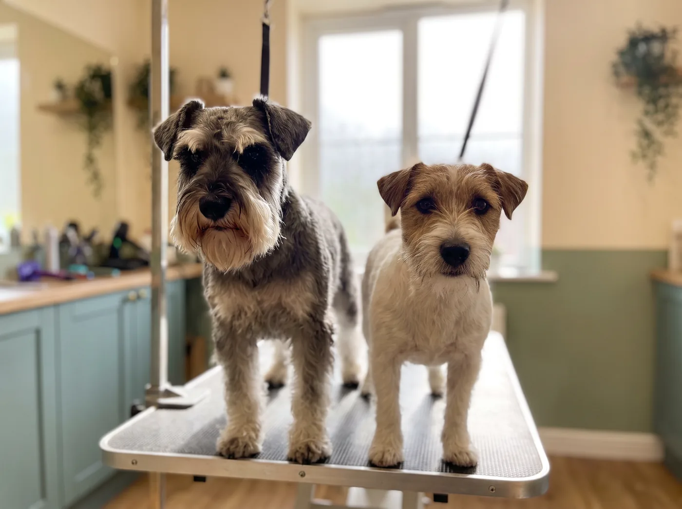A Miniature Schnauzer and a wire haired terrier showing the harsh jacket a wire coat is stripped to keep